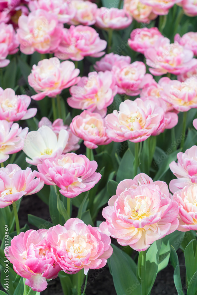 happy bunch of tulip flowers