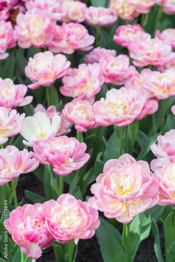 happy bunch of tulip flowers happy bunch of tulip flowers