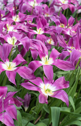 beautiful tulip flowers from Holland