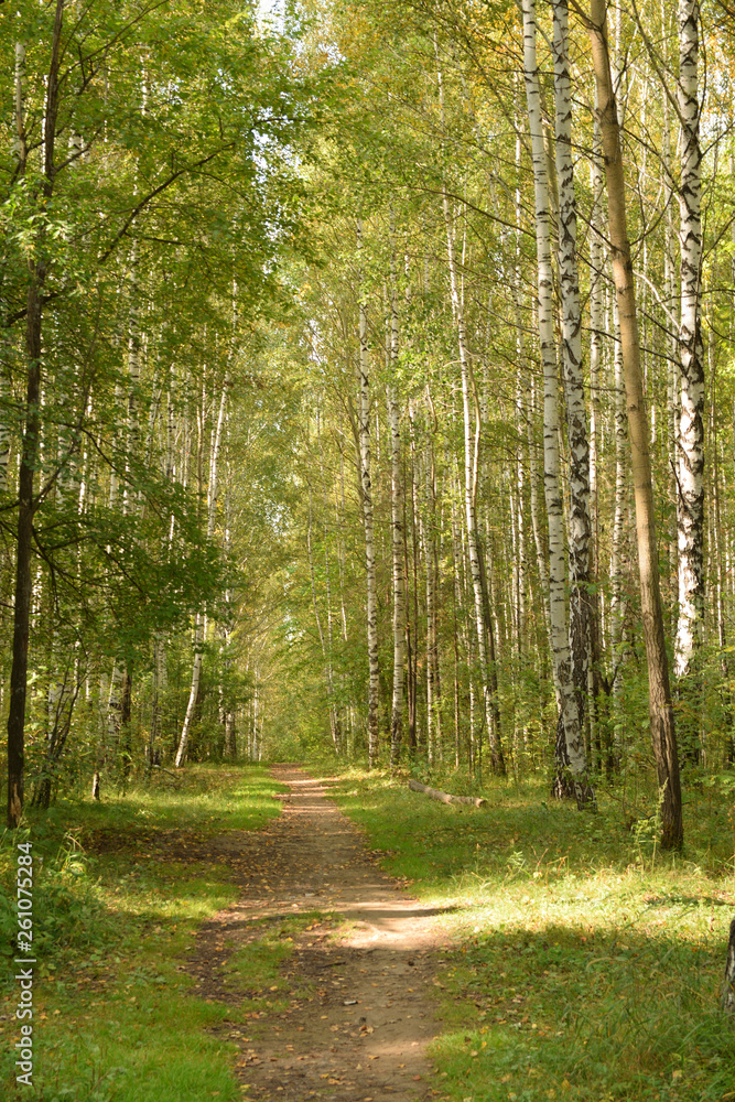 Obraz premium Forest landscape with a path