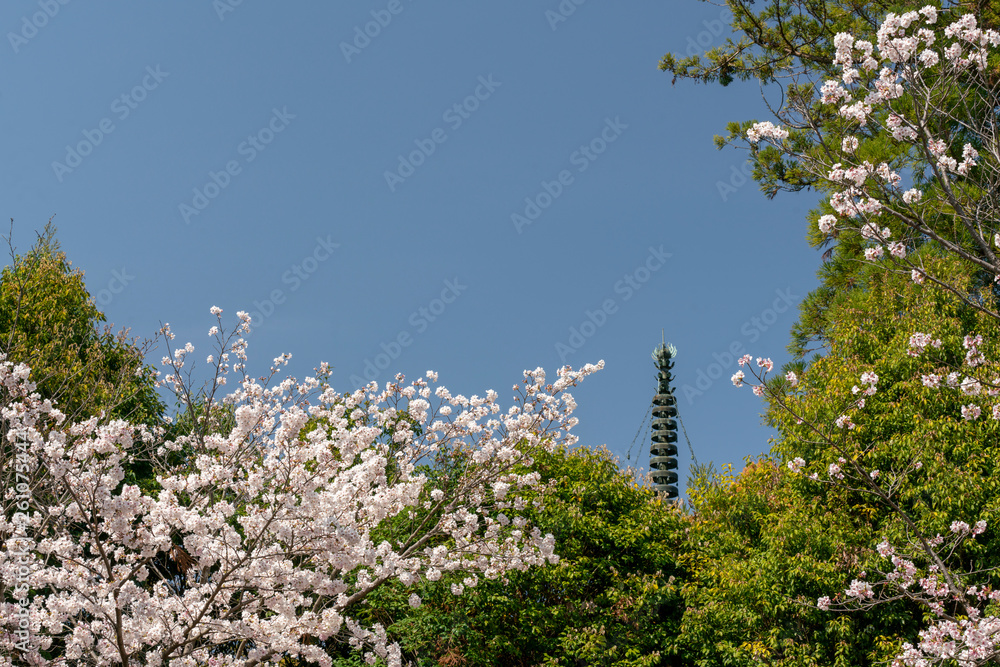 Fototapeta premium 青空バックに咲く満開の桜