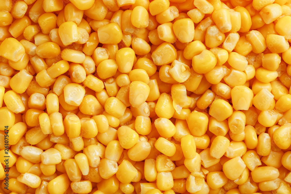 Golden canned corn, as distributed on a plane background and texture of popcorn. Before watching a movie top view. Close-up Golden canned corn, as distributed on a plane background and texture of popcorn. Before watching a movie top view. Close-up