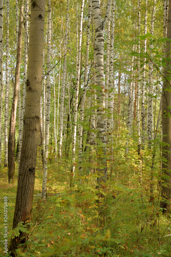 Forest landscape with a path