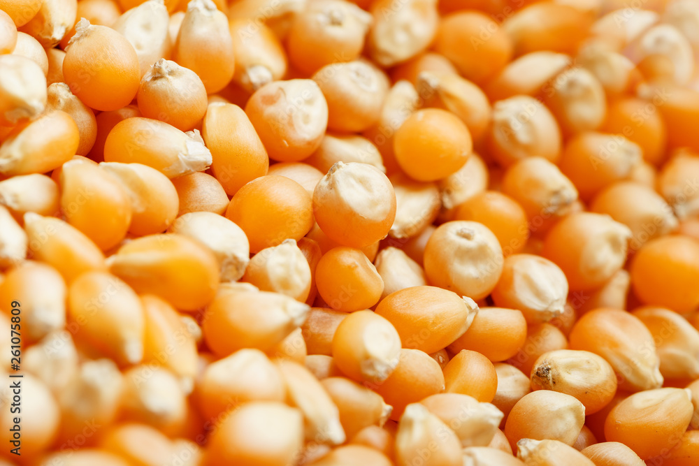 Golden corn seeds, background and texture of popcorn. Before watching a movie top view. Close-up Golden corn seeds, background and texture of popcorn. Before watching a movie top view. Close-up