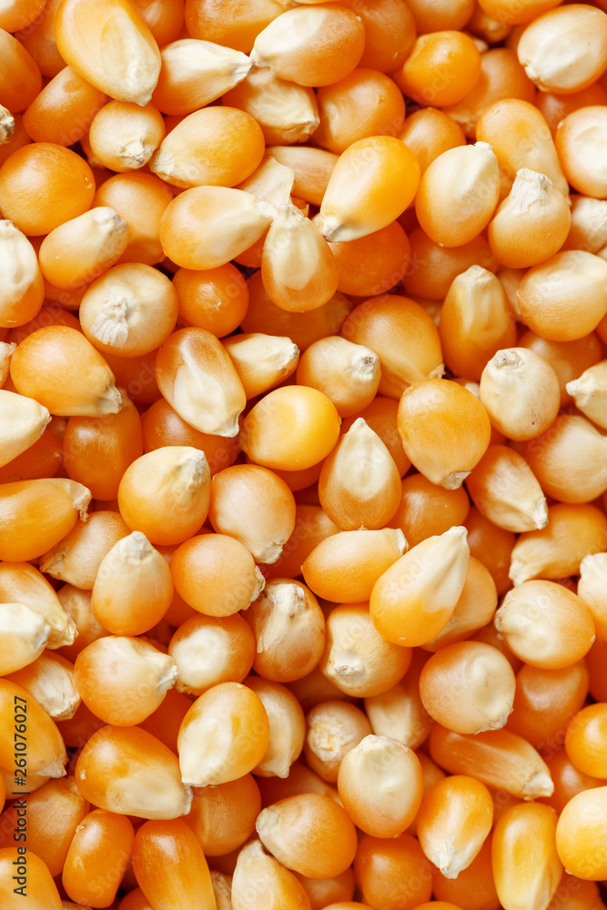 Golden corn seeds, background and texture of popcorn. Before watching a movie top view. Close-up Golden corn seeds, background and texture of popcorn. Before watching a movie top view. Close-up