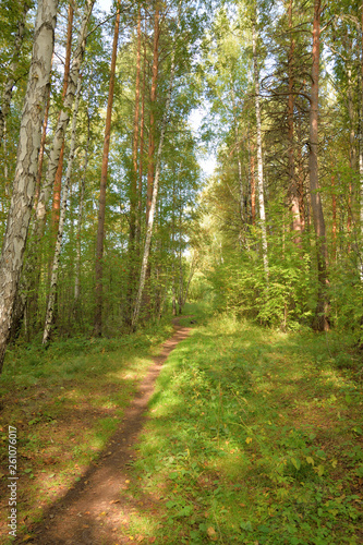 Forest landscape with a path © Константин Занятных
