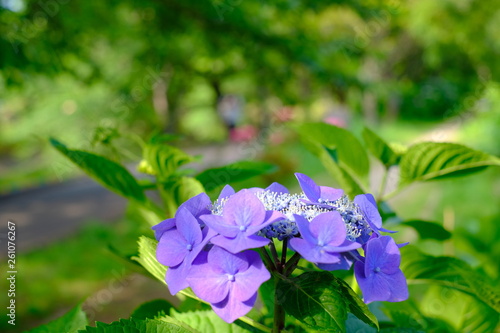 紫陽花 千葉 船橋 flower 海老川 hydrangea	紫