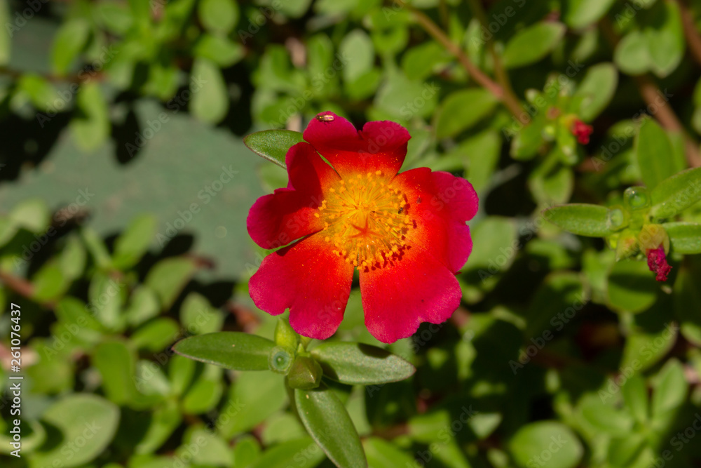 red flower in the garden red flower in the garden
