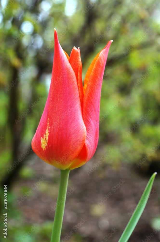 red tulip,tulip, flower, spring, red, nature, garden, green, flora, plant, blossom, bloom, tulips, flowers, beauty, beautiful, petal, pink, color, floral, summer, yellow, bud, red tulip,tulip, flower, spring, red, nature, garden, green, flora, plant, blossom, bloom, tulips, flowers, beauty, beautiful, petal, pink, color, floral, summer, yellow, bud,