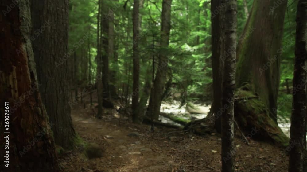 Push Forward Through Wooded Forest Path Push Forward Through Wooded Forest Path