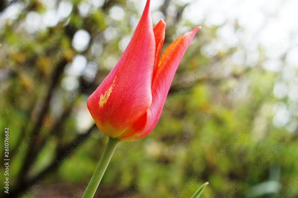 red tulip on green background of grass