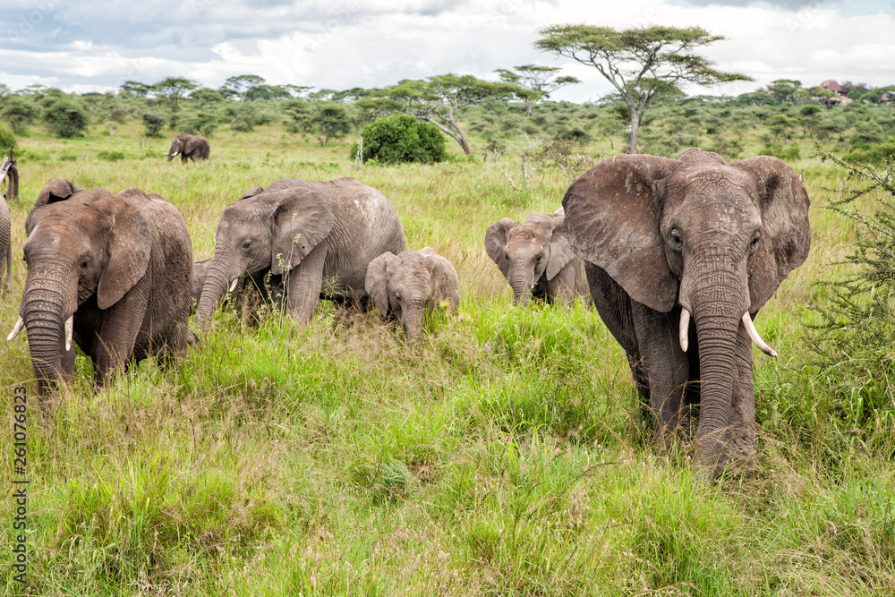Elephant family on the plains, with green grass in the rainy season, of the Serengeti National Park in Tanzania Elephant family on the plains, with green grass in the rainy season, of the Serengeti National Park in Tanzania