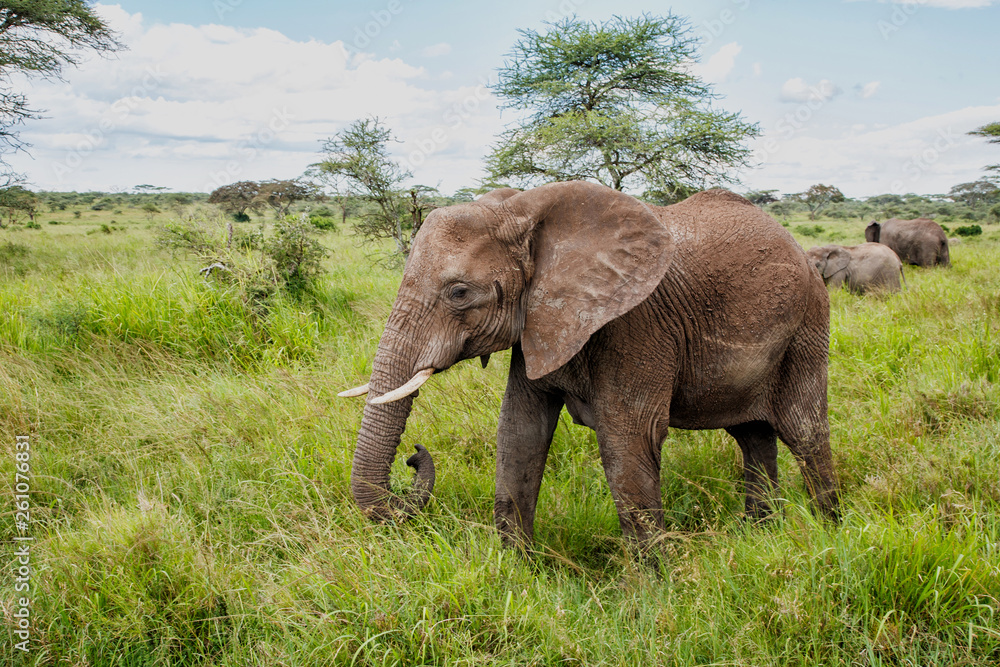 Elephant on the plains, with green grass in the rainy season, of the Serengeti National Park in Tanzania