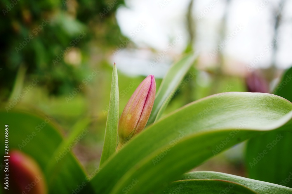 red flower,Tulpen,flower, nature, spring, tree, plant, blossom, flowers, green, pink, branch, bud, bloom, macro, purple, leaf, red, flora, beauty, summer, floral, season, cherry, garden red flower,Tulpen,flower, nature, spring, tree, plant, blossom, flowers, green, pink, branch, bud, bloom, macro, purple, leaf, red, flora, beauty, summer, floral, season, cherry, garden