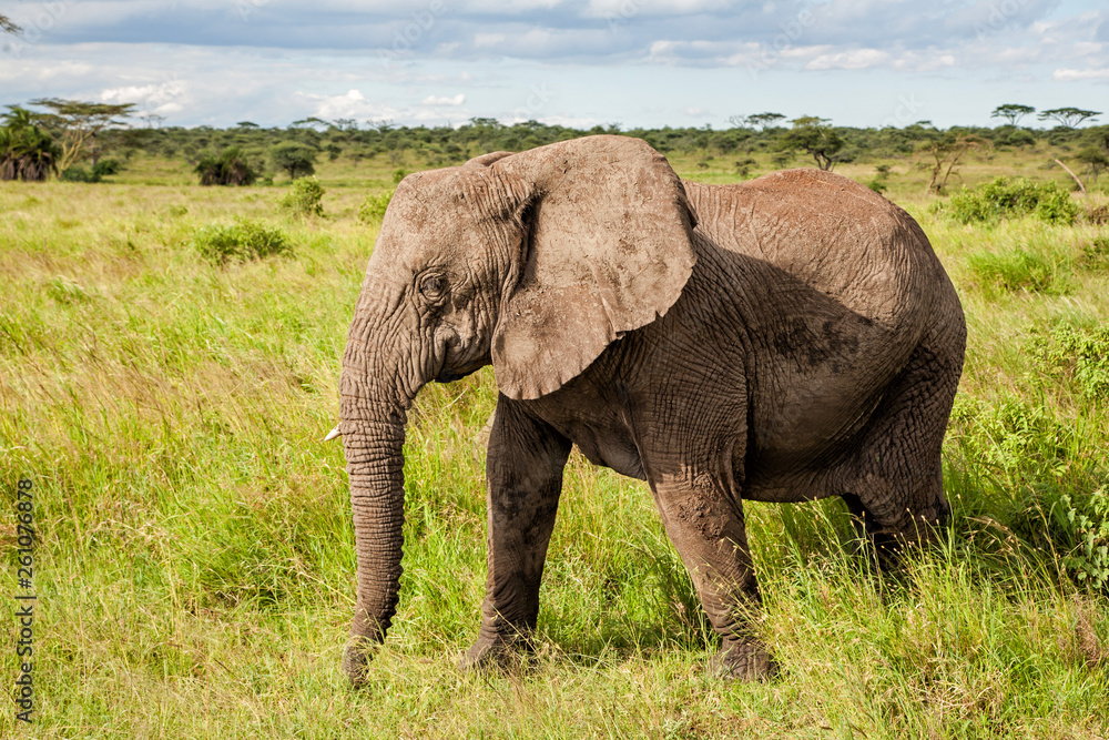 Obraz premium Elephant on the plains, with green grass in the rainy season, of the Serengeti National Park in Tanzania