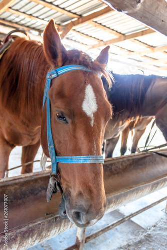 Head of horse peeking out of the stall, stable or paddock eating dry grass.