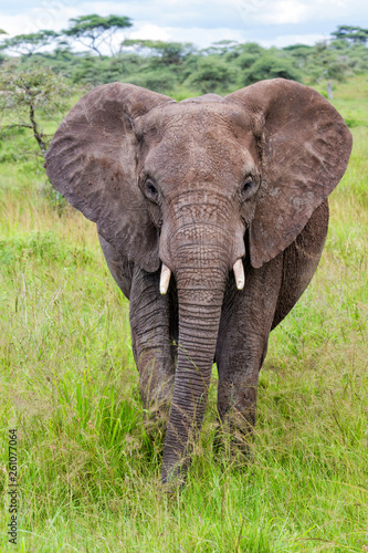 Elephant on the plains  with green grass in the rainy season  of the Serengeti National Park in Tanzania