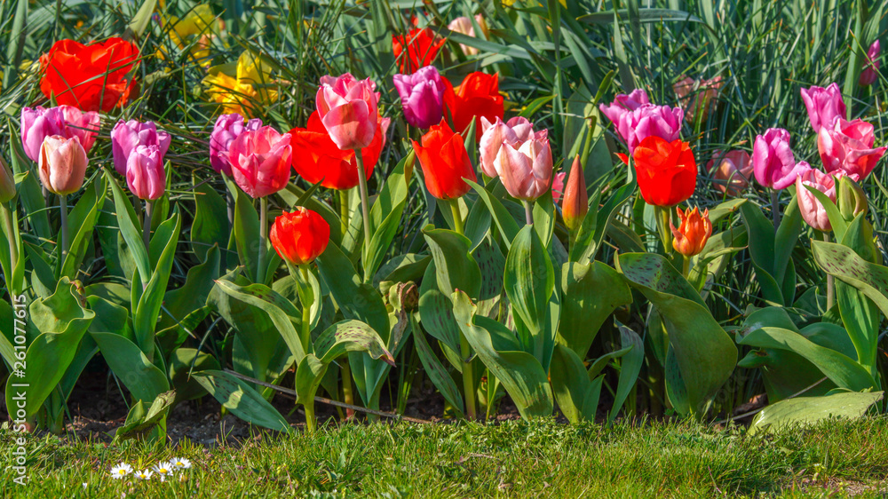 Obraz premium Tulpen