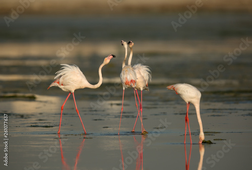 Greater Flamingos friendly fight at Eker creek, Bahrain 