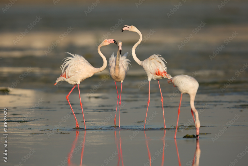 Obraz premium Greater Flamingos at Eker creek, Bahrain