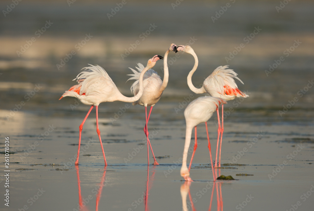 Greater Flamingos friendly fight at Eker creek, Bahrain 