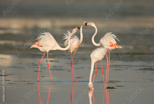 Greater Flamingos friendly fight at Eker creek  Bahrain 