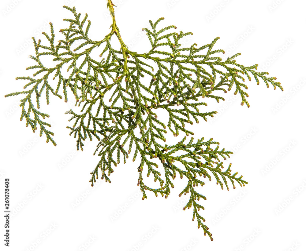 part of a juniper bush. Isolated on white background part of a juniper bush. Isolated on white background