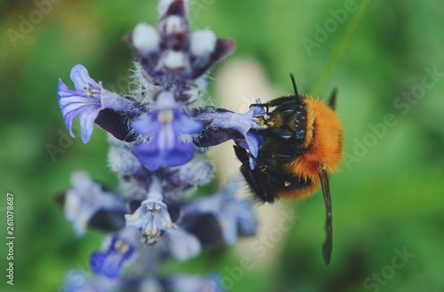 macro di un ape su fiore