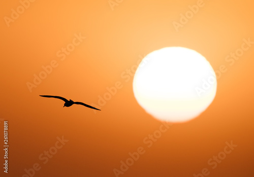 Seagull in flight near sun