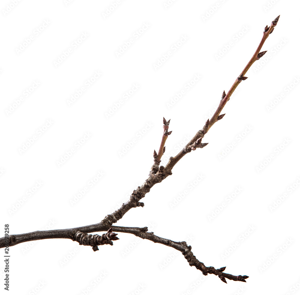 Dry branch of the fruit tree. Isolated on white background Dry branch of the fruit tree. Isolated on white background