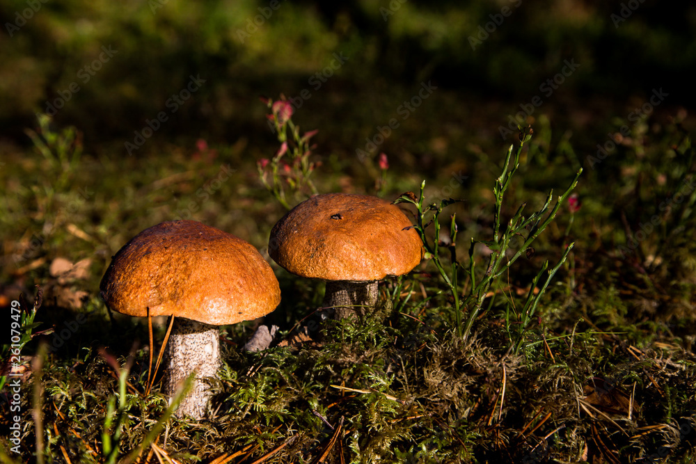 Mushroom Mushroom