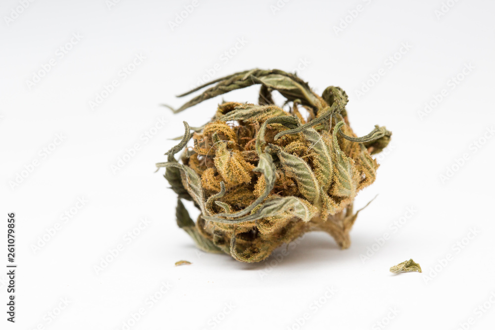 Close up of and recreational medical CBD plant marijuana flower bud isolated on white background. Close up of and recreational medical CBD plant marijuana flower bud isolated on white background.