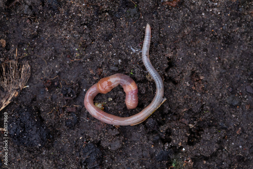 Gemeiner Regenwurm 8