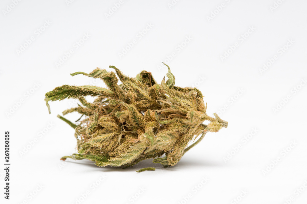 Close up of and recreational medical CBD plant marijuana flower bud isolated on white background. Close up of and recreational medical CBD plant marijuana flower bud isolated on white background.