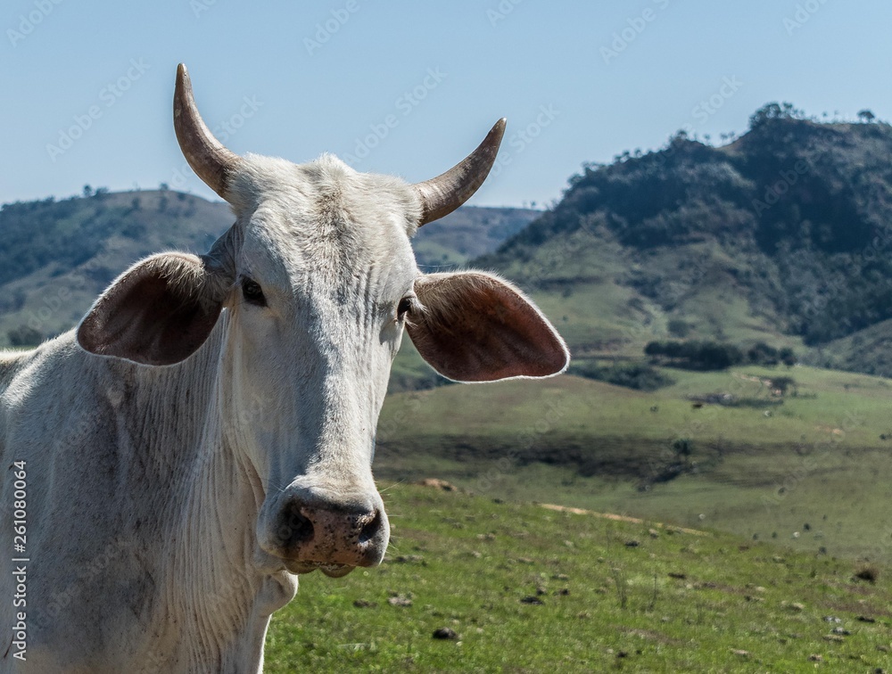 Vaca pasto Vaca pasto
