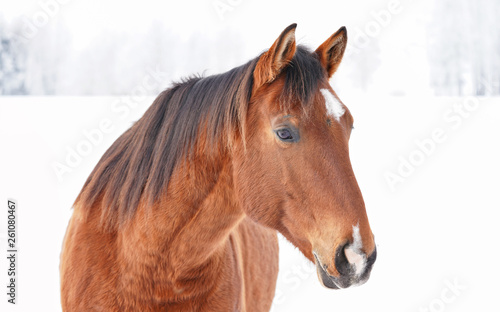Brown horse standing in snow covered field, blurred trees background, detail on head.