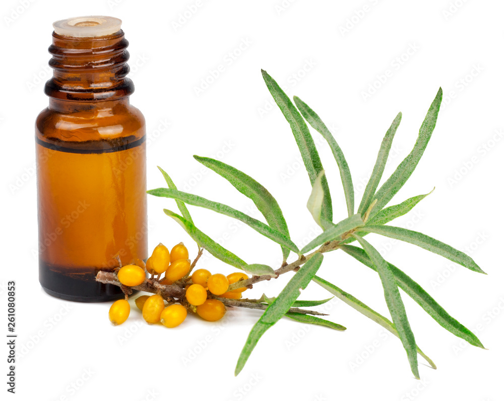 Oil of sea-buckthorn berries. Branch of a plant and oil Oil of sea-buckthorn berries. Branch of a plant and oil