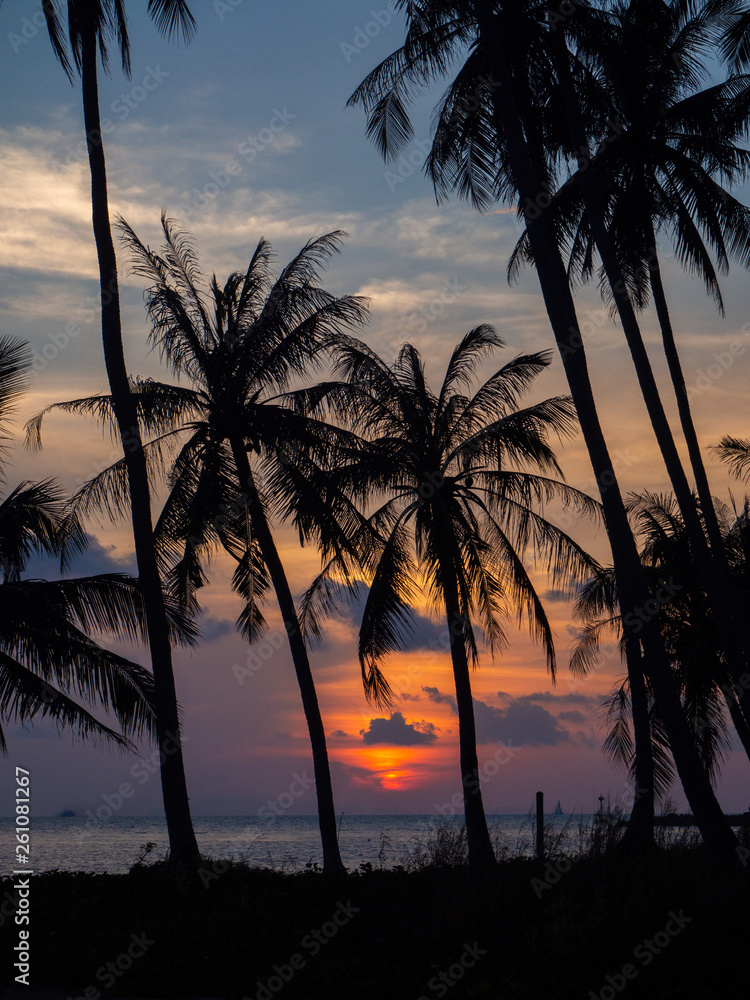 Obraz premium Silhouette of palm trees at sunset and multicolored clouds. Koh Phangan Thailand