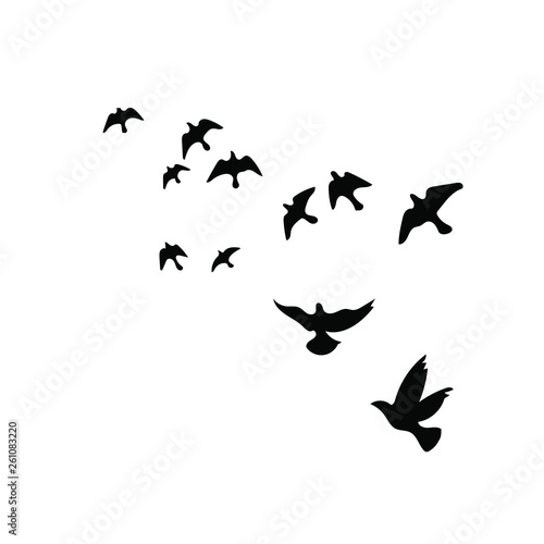 Birds