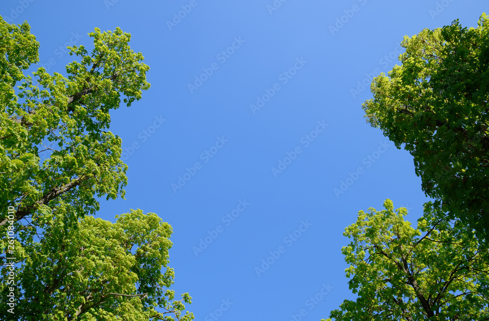 Alley of horse chestnuts against the blue sky. Green trees in th Alley of horse chestnuts against the blue sky. Green trees in th