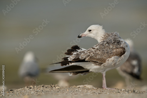 Heuglin's gull juvenile at Busiateen coast, Bahrain  photo