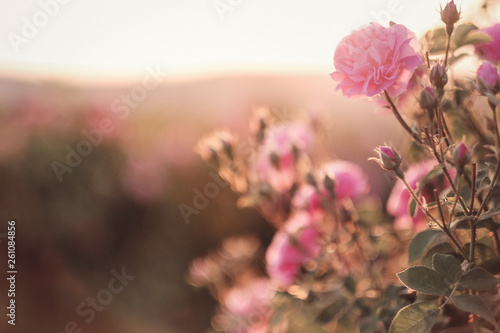 Fototapeta Naklejka Na Ścianę i Meble -  A bush of Pink roses in sunset backlight