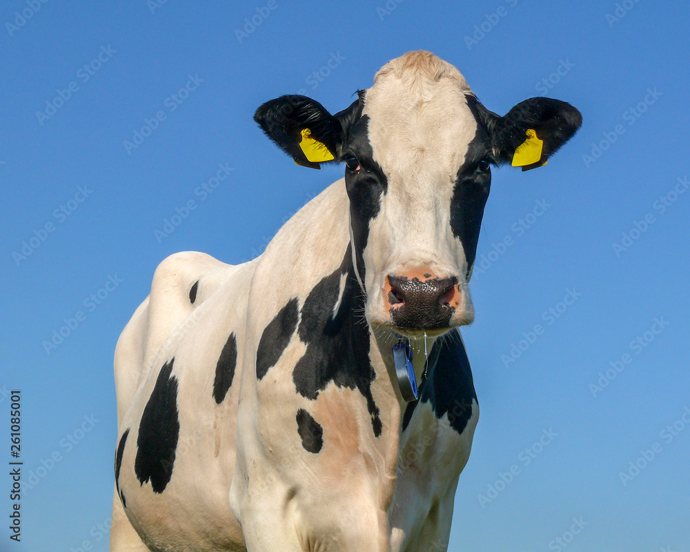 Black mottled cow looks straight into the camera, spit runs out of her mouth, blue background.