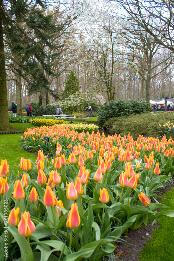 Obraz premium Keukenhof, Lisse, The Netherlands. Blooming colorful flower beds cover the whole garden park. Several attractions make this botanical wonderland a popular site for tourists to visit.