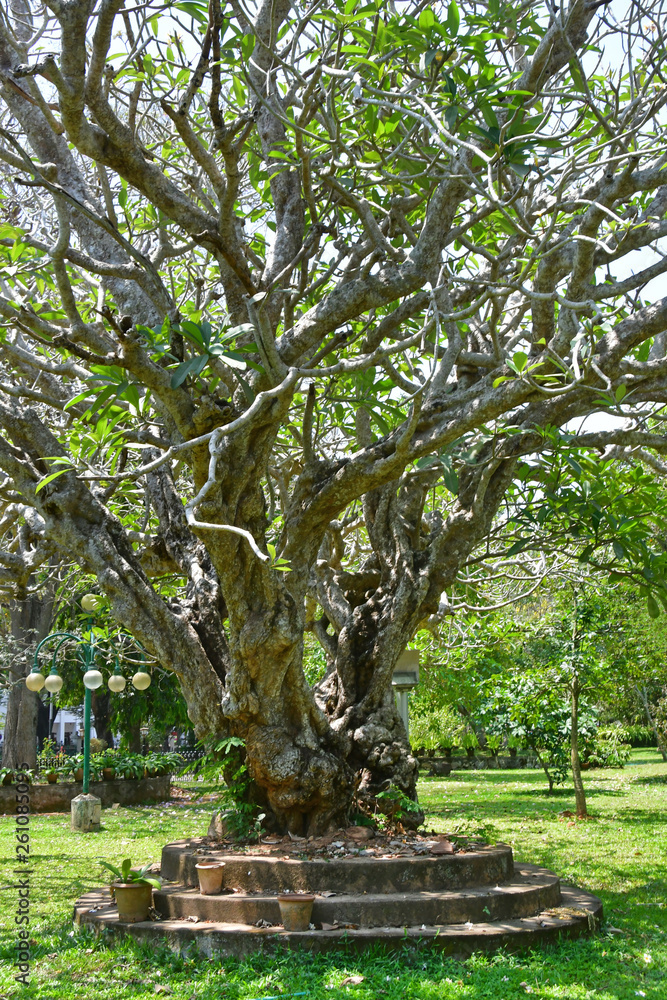 India, Kerala, Trivandrum city ( Thiruvananthapuram). A very old tree (lat. Apocynaceae) in the city garden