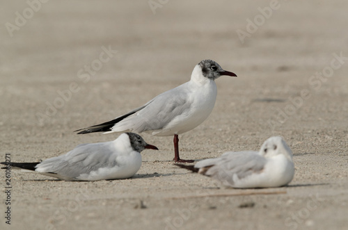 Black headed gull at Busaiteen coast, Bahrain