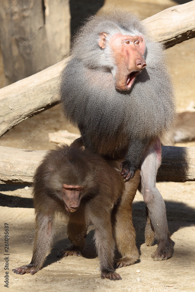 Mantelpavian / Hamadryas Baboon / Papio hamadryas. Mantelpavian / Hamadryas Baboon / Papio hamadryas.