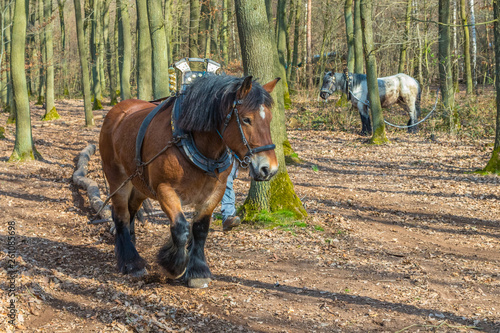 Kaltblut im Wald beim Holzrücken