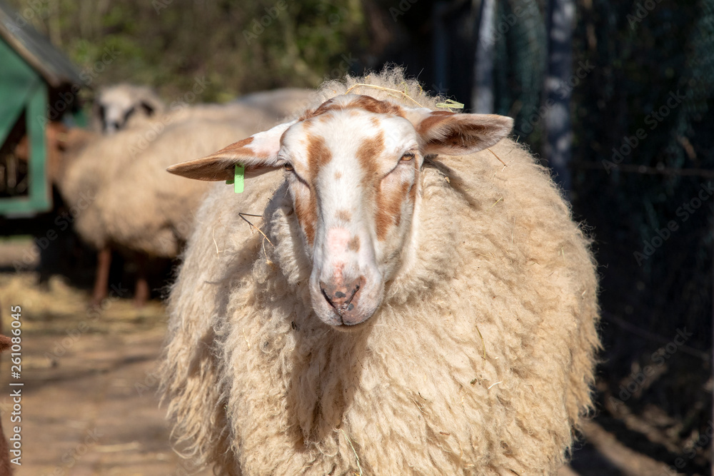 Adult sheep with long face and brown spots on a petting zoo.