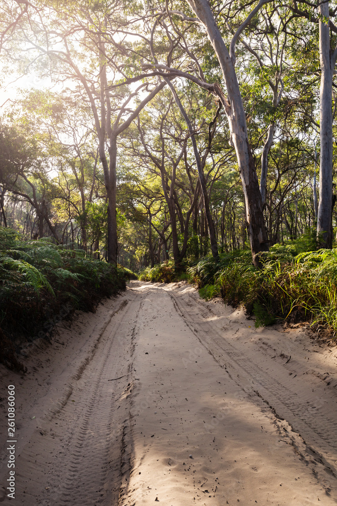 inland rainforest scenes on Fraser Island inland rainforest scenes on Fraser Island
